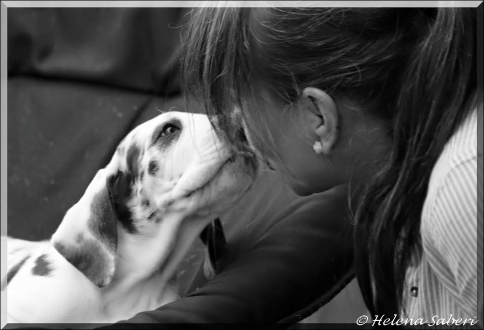 Great Dane By Lauren Burke Hunde Bilder Hunde Deutsche Dogge Welpen